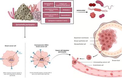 Anticancer potential of Spirastrella pachyspira (marine sponge) against SK-BR-3 human breast cancer cell line and in silico analysis of its bioactive molecule sphingosine